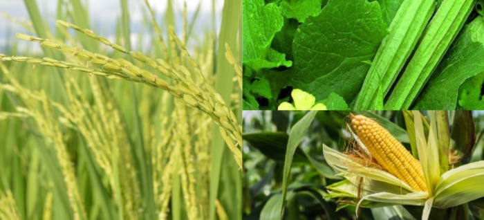 idea99rice_uttarkhand_03rd_sep.jpg
