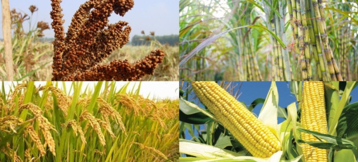 idea99rice_uttarkhand_13th_Sep.jpg idea99rice_uttarkhand_13th_Sep.jpg