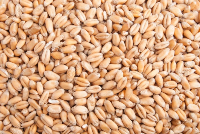 idea99seed_of_wheat.jpg