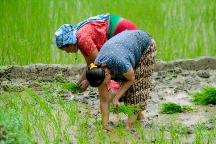idea99seed_sowinf_of_rice_haryana.jpg
