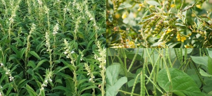 idea99sesame,_pigeon_pea_and_green_gram.jpg