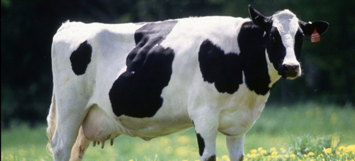 idea99sloan_livestock_14th_may.jpg