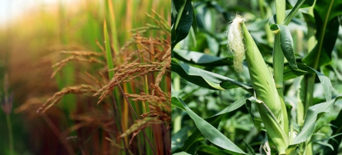 idea99solan_26th_aug_maize_and_paddy.jpg
