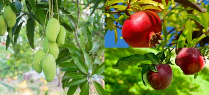 idea99solan_apple_25th_aug.jpg