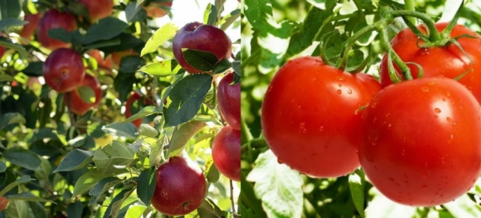 idea99solan_apple_and_tmatr_10th_june.jpg idea99solan_apple_and_tmatr_10th_june.jpg