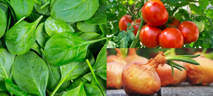 idea99solan_tomato_25th_aug.jpg