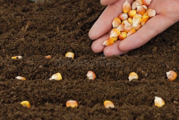 idea99sowing_of_maize_punjab.jpg