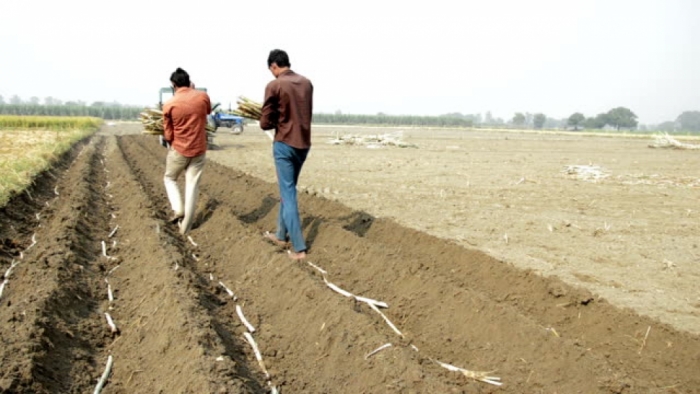 idea99sowing_of_sugarcane.jpg idea99sowing_of_sugarcane.jpg