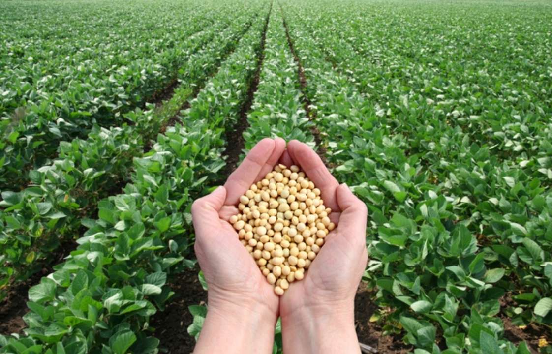 idea99soybean1103.jpg