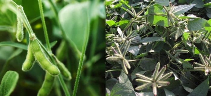 idea99soybean_and_black_gram_udaipur.jpg