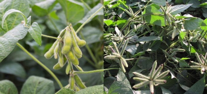 idea99soybean_and_blackgram_udaipur.jpg idea99soybean_and_blackgram_udaipur.jpg
