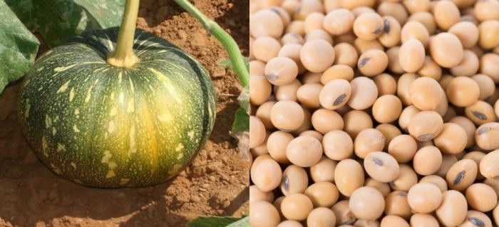 idea99soybean_and_curcubitace_(1).jpg