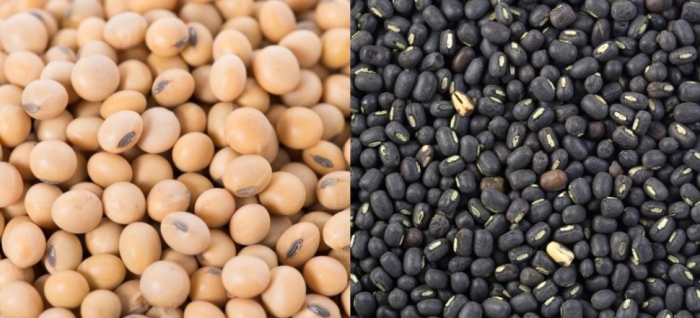 idea99soybean_udaipur.jpg