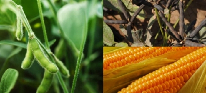 idea99soybean_udaipyr.jpg