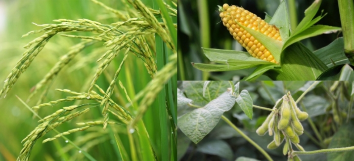 idea99soybean_uttarkhand.jpg idea99soybean_uttarkhand.jpg