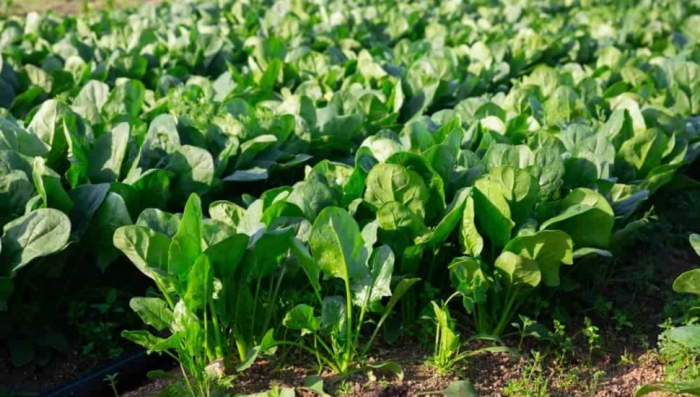 idea99spinach.jpg