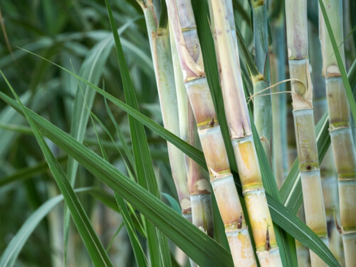 idea99spring_sugarcane.jpg
