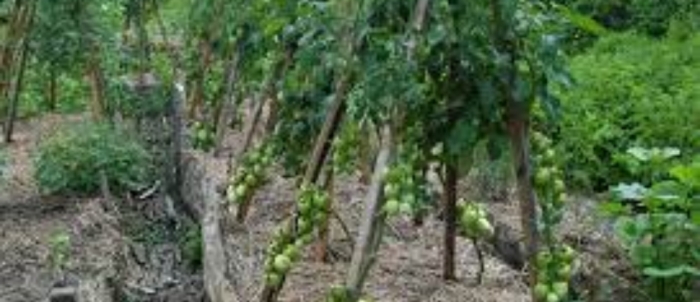 idea99staking_tomato.jpg