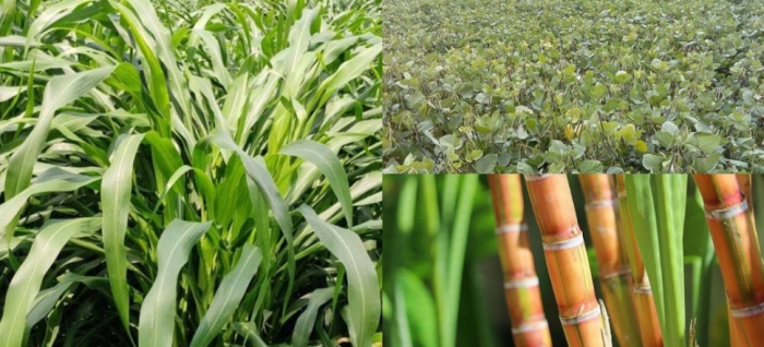 idea99sugarcane,_pulses_and_green_fodder.jpg