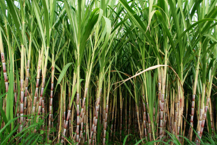 idea99sugarcane-3.png