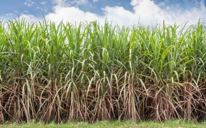 idea99sugarcane-ak.jpg