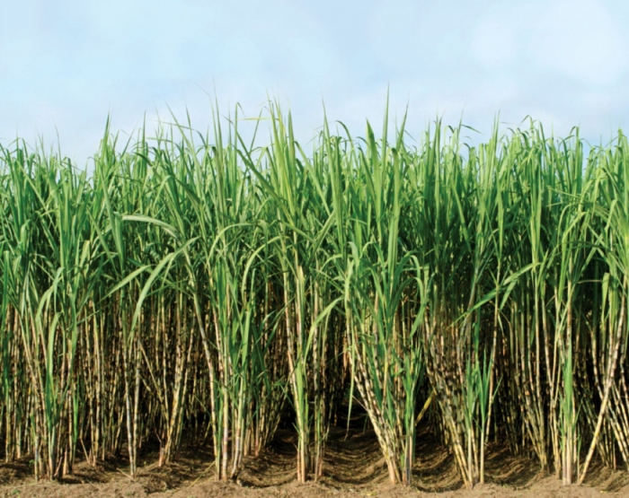idea99sugarcaneUK.jpg