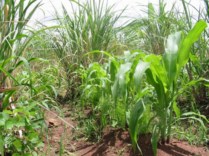 idea99sugarcane_&_maize-ak.jpg