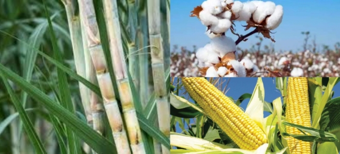 idea99sugarcane_02nd_asep.jpg