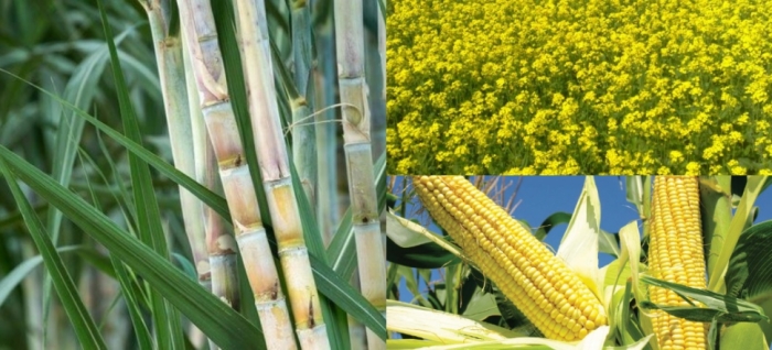 idea99sugarcane_23th_aug.jpg