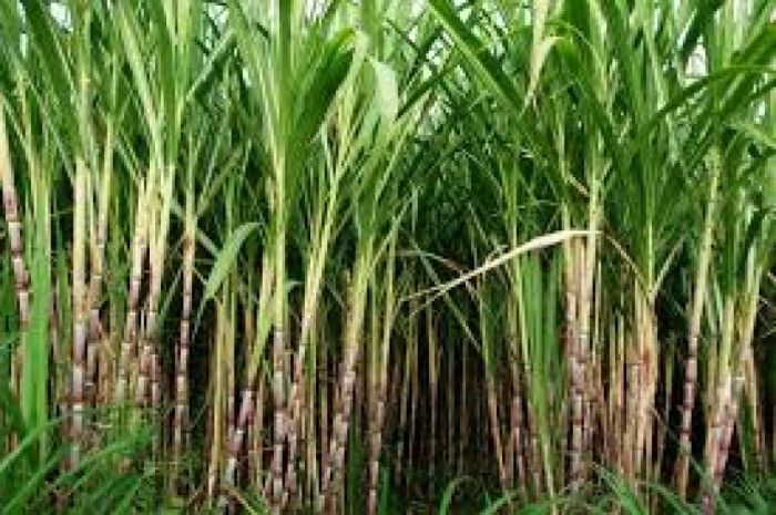 idea99sugarcane_advisory_may.jpeg