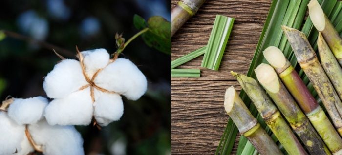 idea99sugarcane_and_cotton_pau.jpg