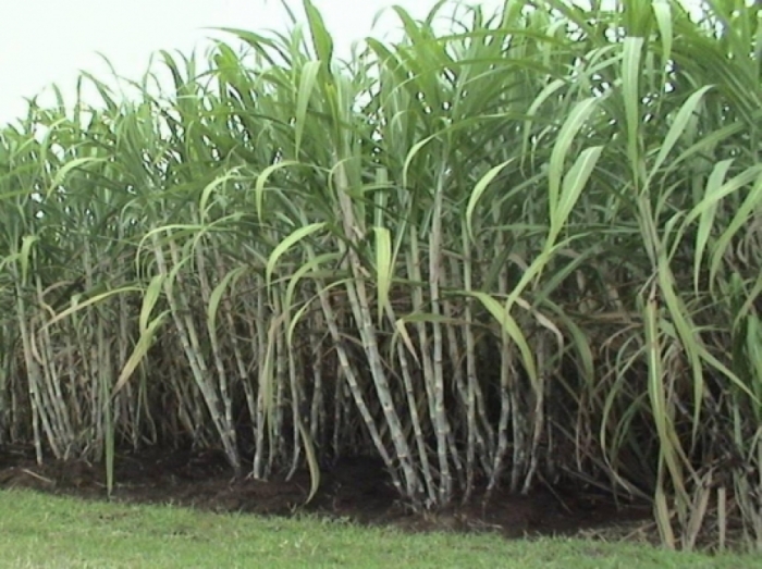 idea99sugarcane_april_in_pb.jpg idea99sugarcane_april_in_pb.jpg