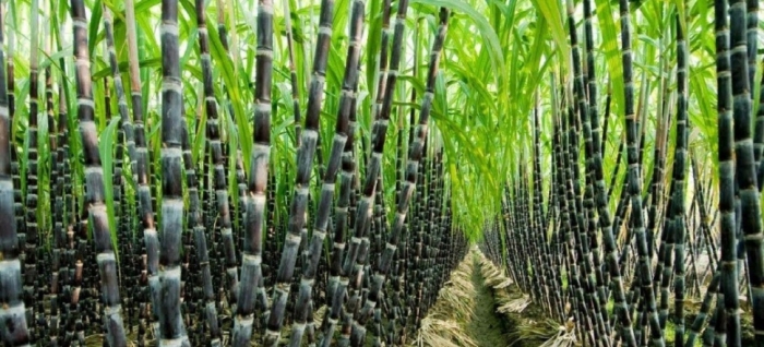 idea99sugarcane_bihar_09th_june.jpg idea99sugarcane_bihar_09th_june.jpg