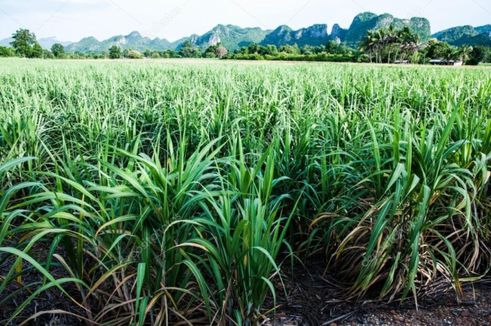 idea99sugarcane_marhc.jpg
