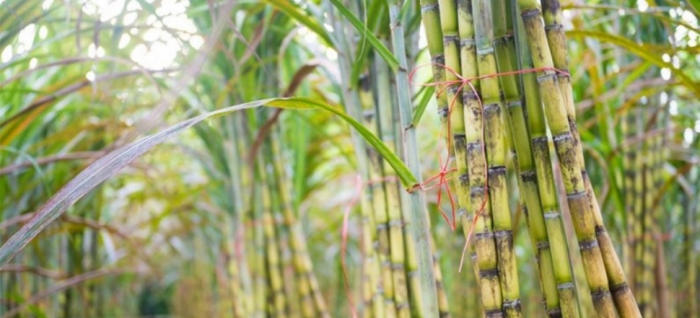 idea99sugarcane_pau.jpg
