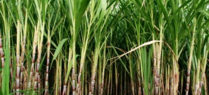 idea99sugarcane_pau_3rd_june.jpg idea99sugarcane_pau_3rd_june.jpg