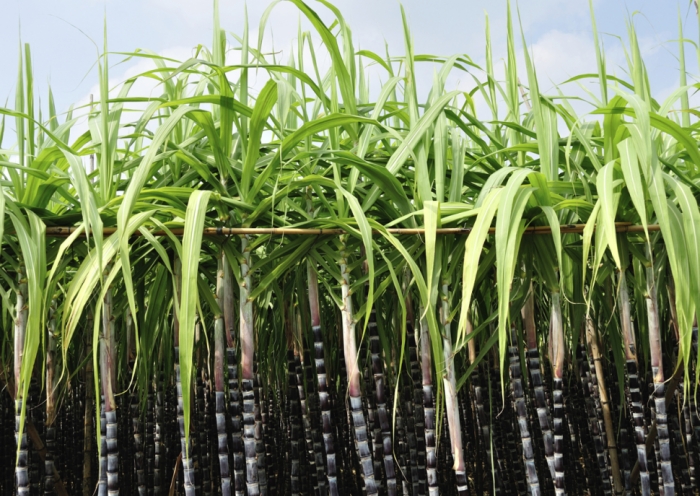 idea99sugarcane_rajasthan.jpg