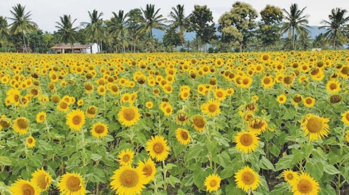 idea99sun_flower_in_UK.jpeg