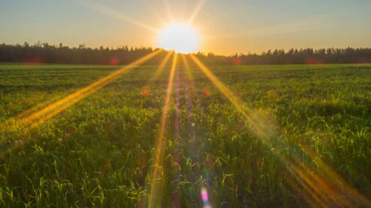 idea99sun_in_field.jpg