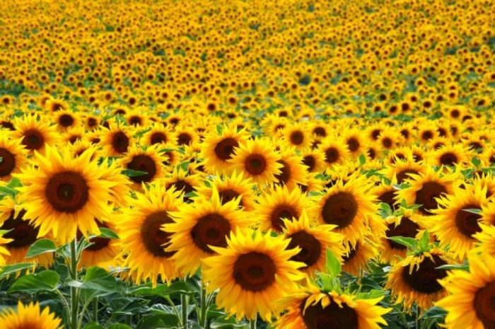 idea99sunflower_advisory_may_punjab.jpg