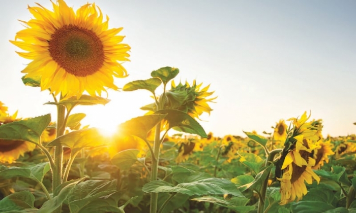 idea99sunflower_crop_april.jpg
