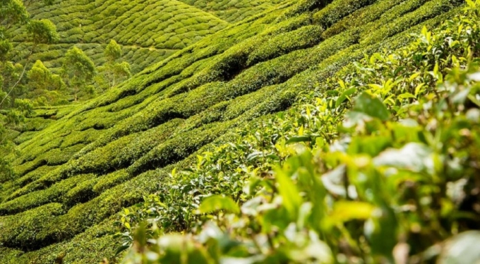 idea99tea_farming.jpg