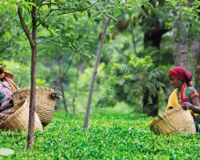 idea99tea_orchard_advisory.jpeg