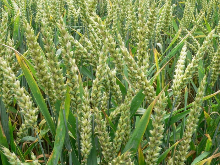 idea99termite_in_wheat.jpg