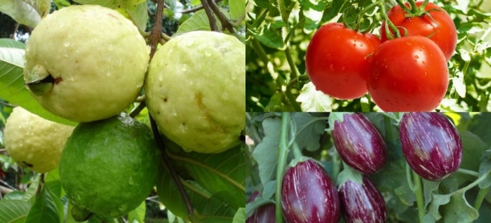 idea99tomato,_guava,_brinjal.jpg idea99tomato,_guava,_brinjal.jpg