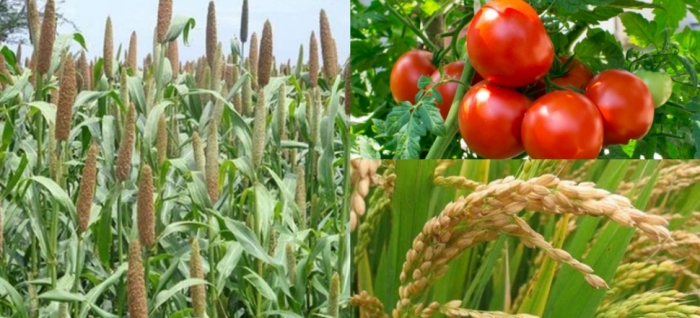 idea99tomato,_millet,_rice_14th_june_uttarkhand.jpg idea99tomato,_millet,_rice_14th_june_uttarkhand.jpg