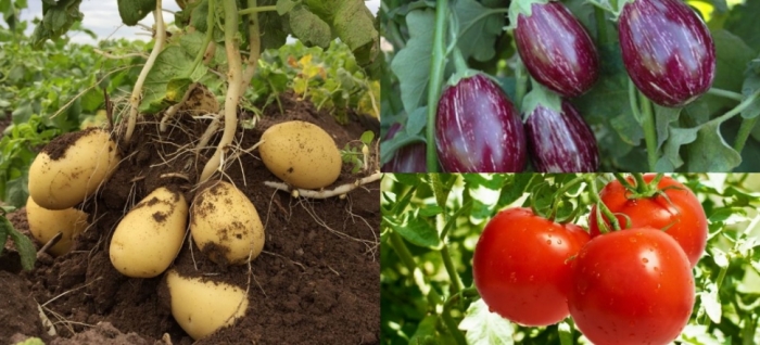 idea99tomato,_potato_and_brinjal.jpg