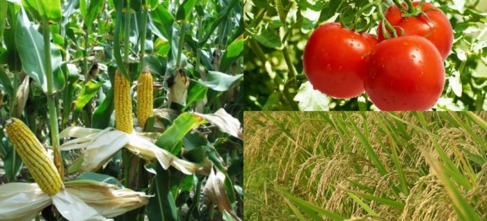 idea99tomato,_rice,_maize.jpg idea99tomato,_rice,_maize.jpg