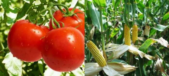 idea99tomato_and_maize_solan.jpg idea99tomato_and_maize_solan.jpg