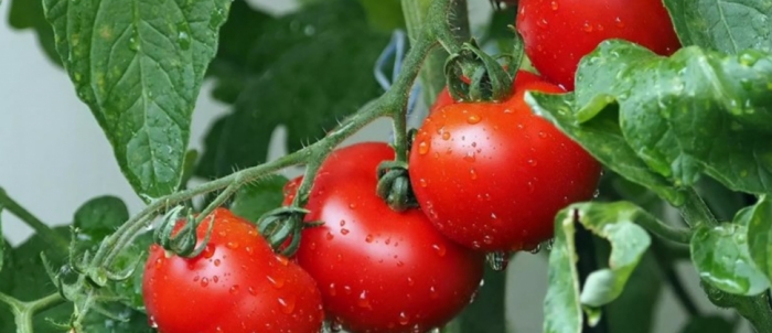 idea99tomato_cultivation.jpg